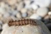 Spilosoma lubricipeda